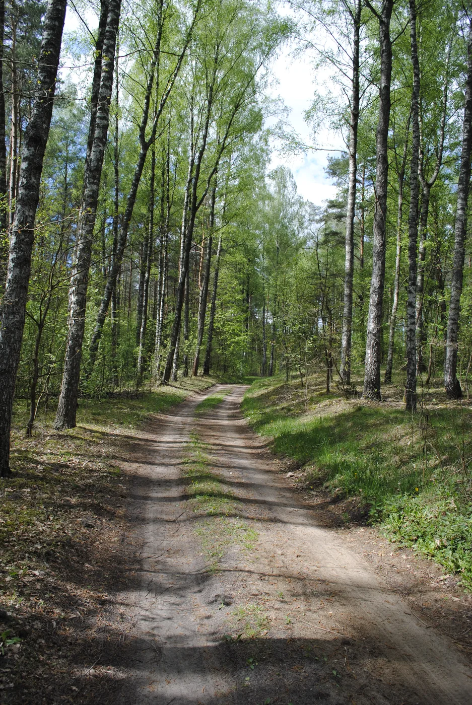 Leśna ścieżka w pobliżu Zielonego Gaju