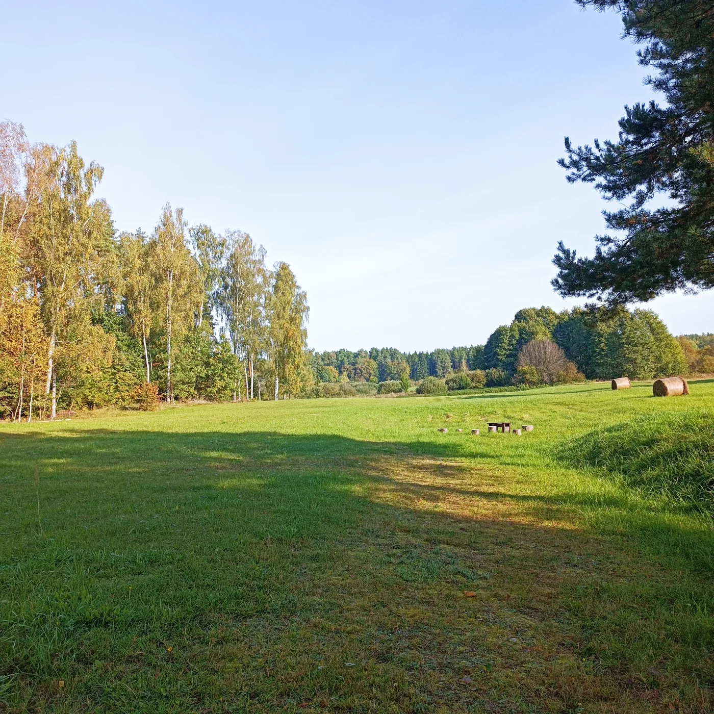 Łąka otoczona lasem